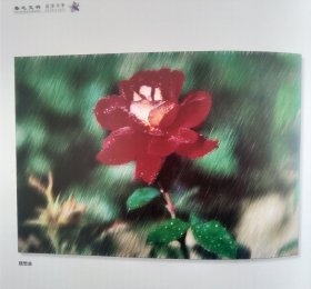 【高档画册】菏泽牡丹、芍药、月季