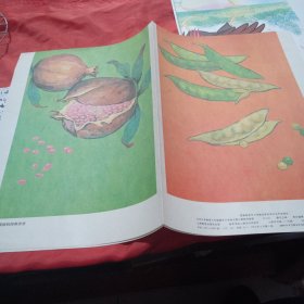 教学挂图 植物妈妈有办法 九年义务教育小学六年制课本小学语文第三册