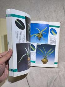 国兰铭品特集