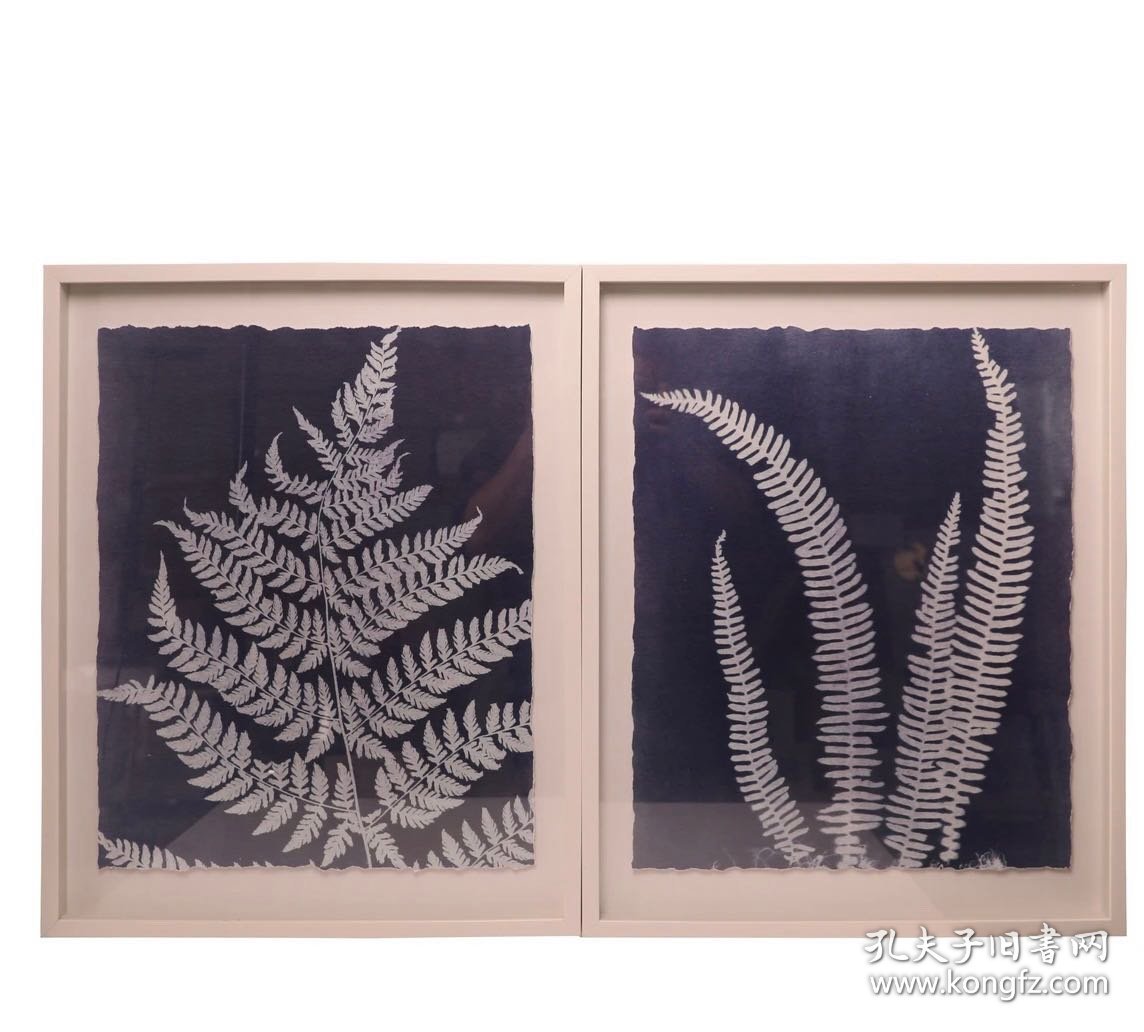 20250114J05 蕨类植物2联装饰画 外框尺寸：52*61 厘米 出口品质 带玻璃