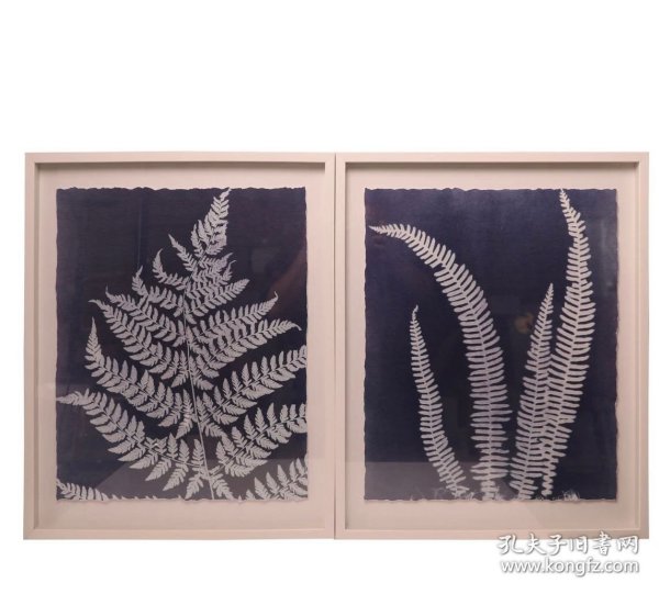 20250114J05 蕨类植物2联装饰画 外框尺寸：52*61 厘米 出口品质 带玻璃