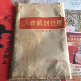 版人体解剖挂图（沈阳医学院）十二张全，保真包老！（四号书柜下面）