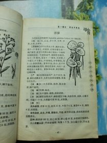 常用中草药图谱