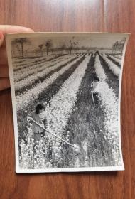 八十年代 新闻出版原版照片 杨克勤摄影作品 密县农村妇女利用东方红灌渠在劳作