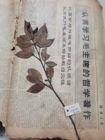 植物标本，无标本台纸.2150527-75