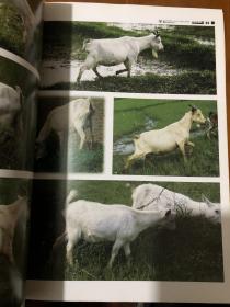 动物摄影照片书籍 羊 分册 画家创作资料用书