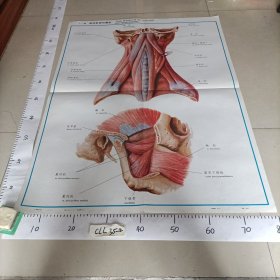 人体解剖挂图 运动系统 I一38颈深肌群和翼肌