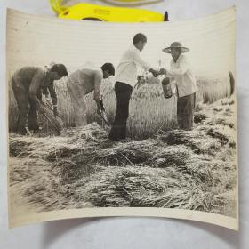 八十年代 新闻出版原版照片 田杰摄影作品 社旗县小麦获丰收