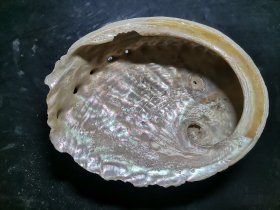 古代贝壳