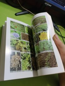 棚室蔬菜栽培图解丛书 图说棚室叶菜类蔬菜栽培关键技术 如图现货速发