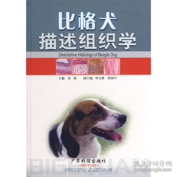 比格犬描述组织学