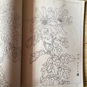 白描花卉写生