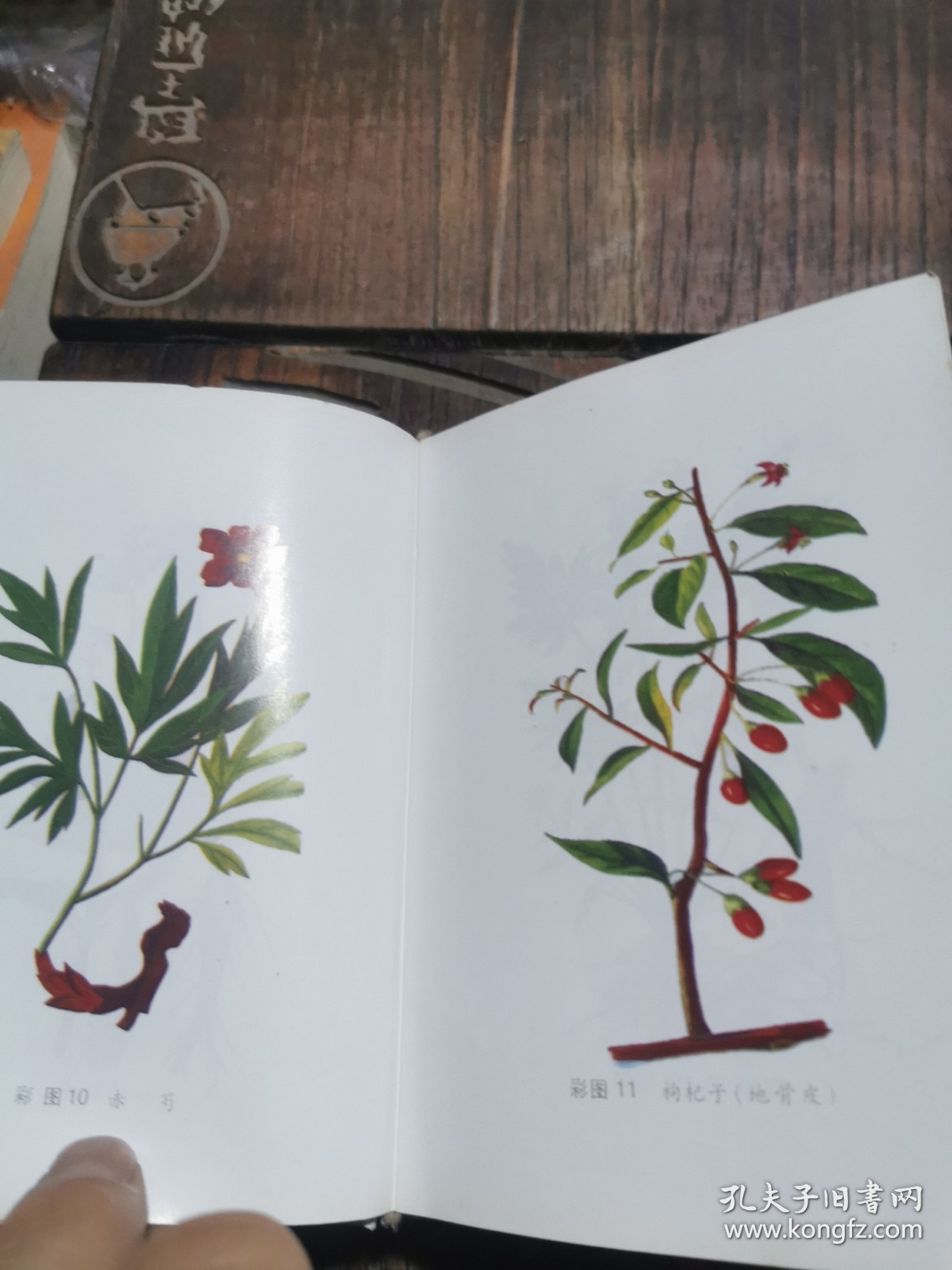 袖珍中草药图本