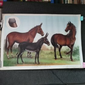 小学课本自然常识第2册教学挂图马 驴 骡