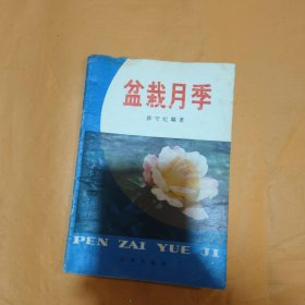 盆栽月季