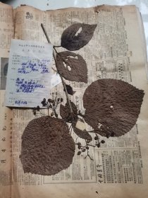 植物标本，无标本台纸.2150528-65