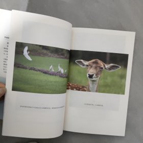 从容生活温柔处世