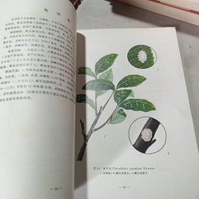 茶树病虫防治