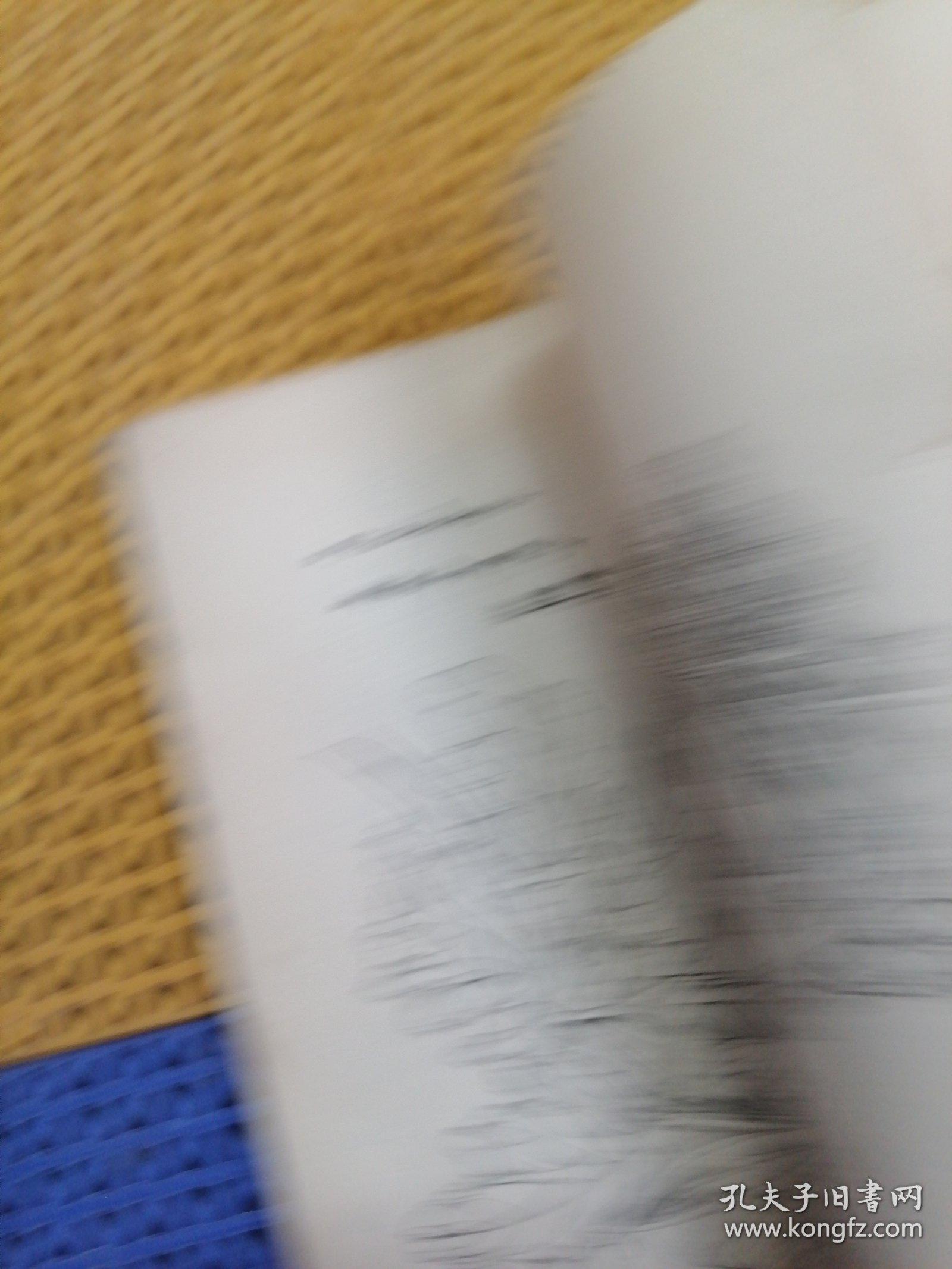 菊花写生资料