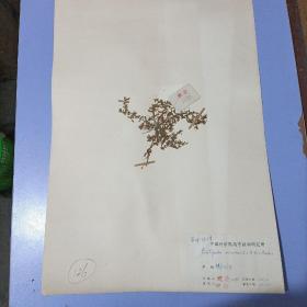 【A126】八十年代中国科学院南京植物研究所植物标本，8开大小，有植物名、产地、采集人、鉴定人，采集日期，鉴定日期等详细标