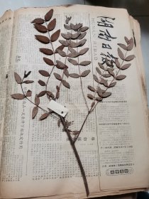 植物标本，无标本台纸.2150527-108