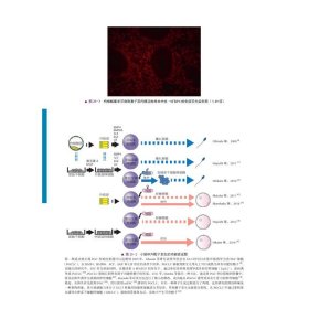 卵巢储备功能减退与辅助生殖技术研究现状与临床实践