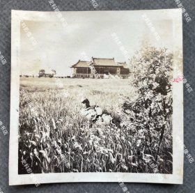 【上海旧影】1941年 上海市中心区（今五角场地区）“和平纪念林”草地上日军第5师团步兵第21旅团士兵以老上海市政府大楼为背景合影 原版老照片一枚（照片背面有1941年6月7日“松第二部隊本部”即日军第5师团步兵第21旅团司令部检阅章。1941年，伪上海市政府在市中心区种植“和平纪念林”，1943、1944年在伪市政府举行两次植树节活动。）