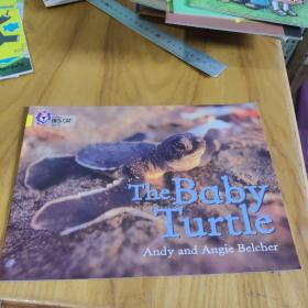 大猫英文绘本 the baby turtlr 乌龟宝宝