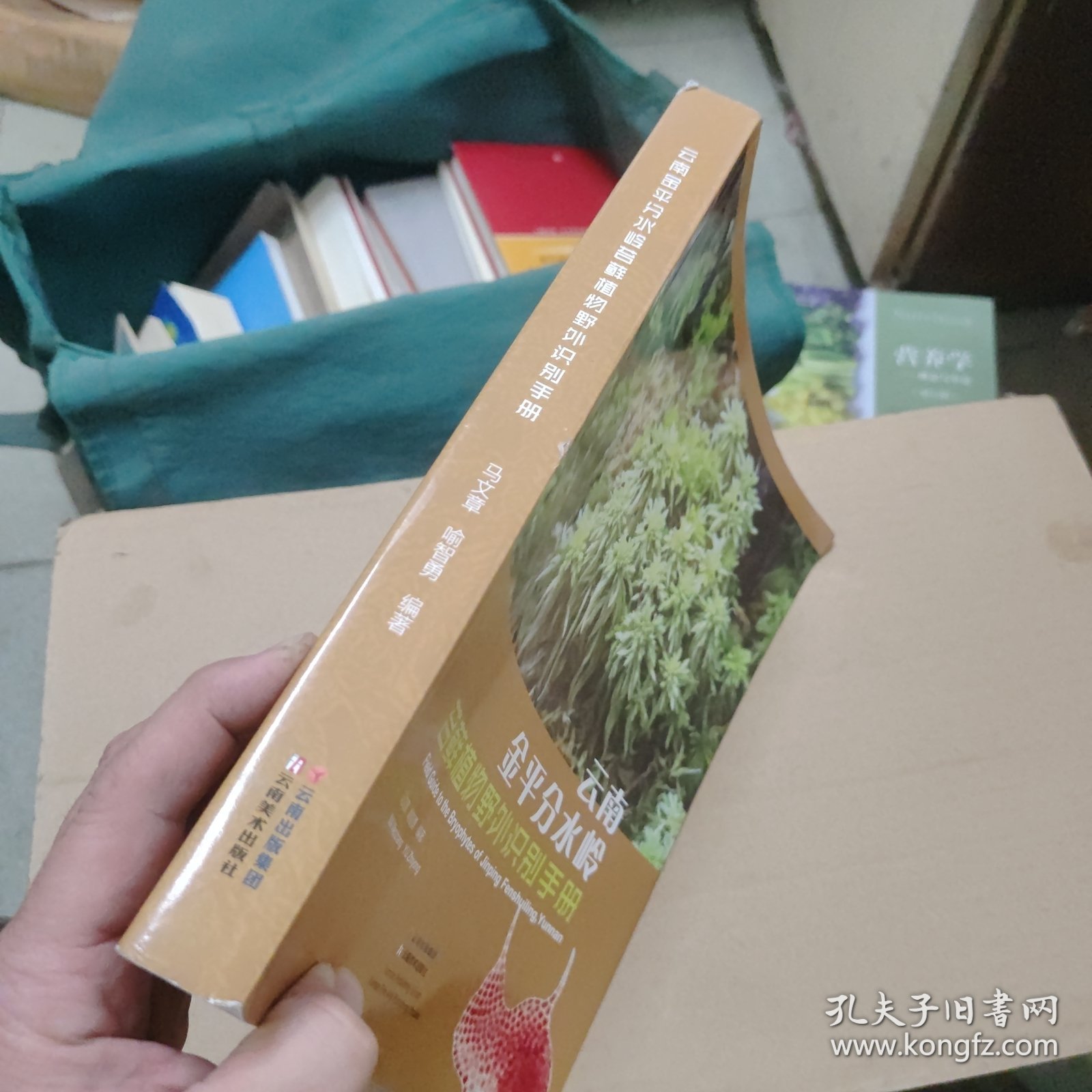 云南金平分水岭苔藓植物野外识别手册