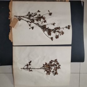 10.植物标本，8开大小两张