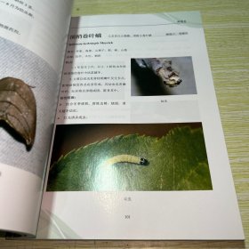 北京市林业有害生物普查图册