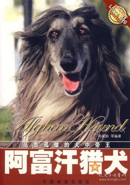 阿富汗猎犬