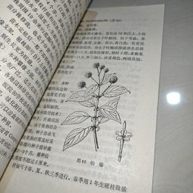 攀缘植物【馆藏一版一印】