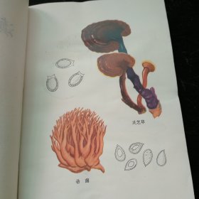 滇南本草2.3卷