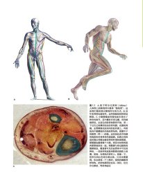 解剖列车:手法与运动治疗的肌筋膜经线(第4版)(美)托马斯·W.迈尔斯(Thomas W. Myers)编著
