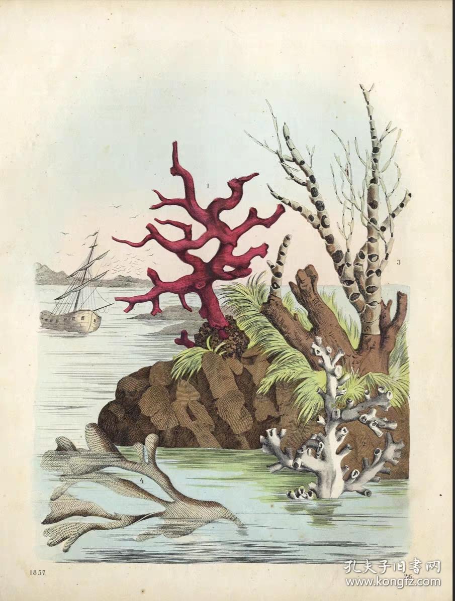 1857年德国手工上色木刻版画 珊瑚 珊瑚礁
