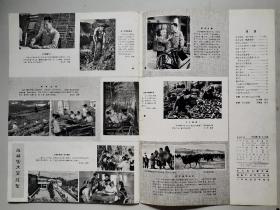 民族画报(1982年第2、7、9、11期)第2期缺19-20页、缺封底，第7期缺中页，第9期缺15-26页，第11期缺15-18页、23-26页.书有3个钉眼.8开