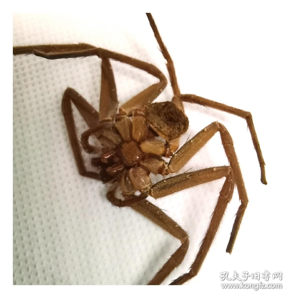 标本收藏爱好者的珍品：珍稀动物标本：清代家具中留存花蜘蛛标本，明确断代包清代，因为当时收藏的家具是清代的，支持任何鉴定