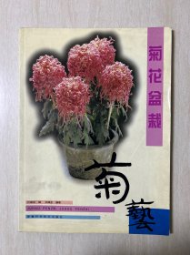 菊艺 菊花盆栽