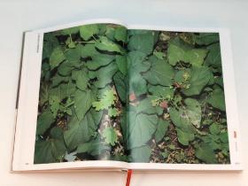 《中国珍稀药用植物图典》，肖培根等编著，全3册，大16开，铜版彩印，湖南科技出版社2020年一版一印。