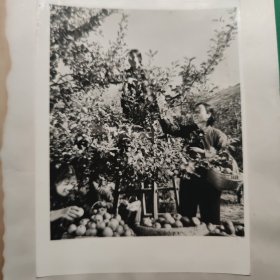 1973年，西沟人民积极治山，松柏成林，果树成行。农业劳动模范 申纪兰 在采摘丰收的苹果。官方原版老照片，非地方翻拍重洗