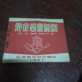 培育桑苗图解(纯**连环画)