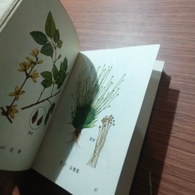 常用中草药图谱