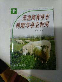 无角陶赛特羊养殖与杂交利用