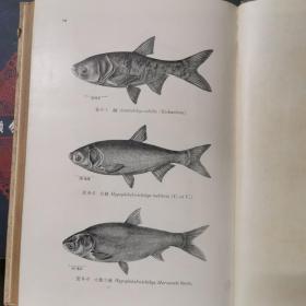中国鲤科鱼类志·上卷（精装）1964年初版初印，仅印1500册