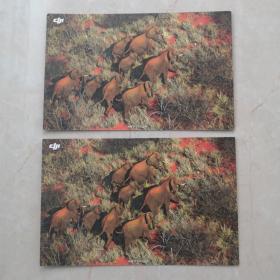 2015大疆宣传卡片（图案大象迁徙）