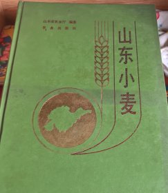 山东小麦