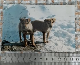 雪地里的两只小黄狗 （任购6件包邮）