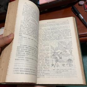 福建植物志.第三卷.种子植物.TOMUS 3.SPERMAIOPHYTA