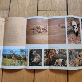 折页画册【德文版】中国一瞥84：珍贵野生动物